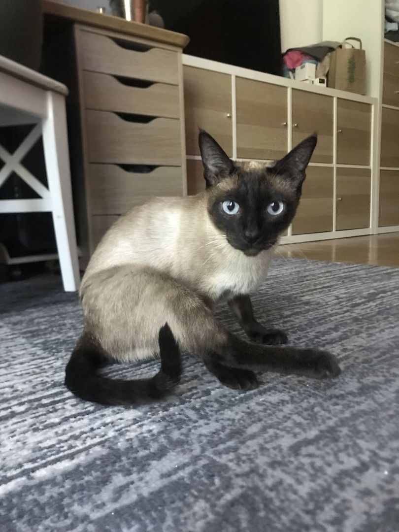 Siamkitten zu verkaufen