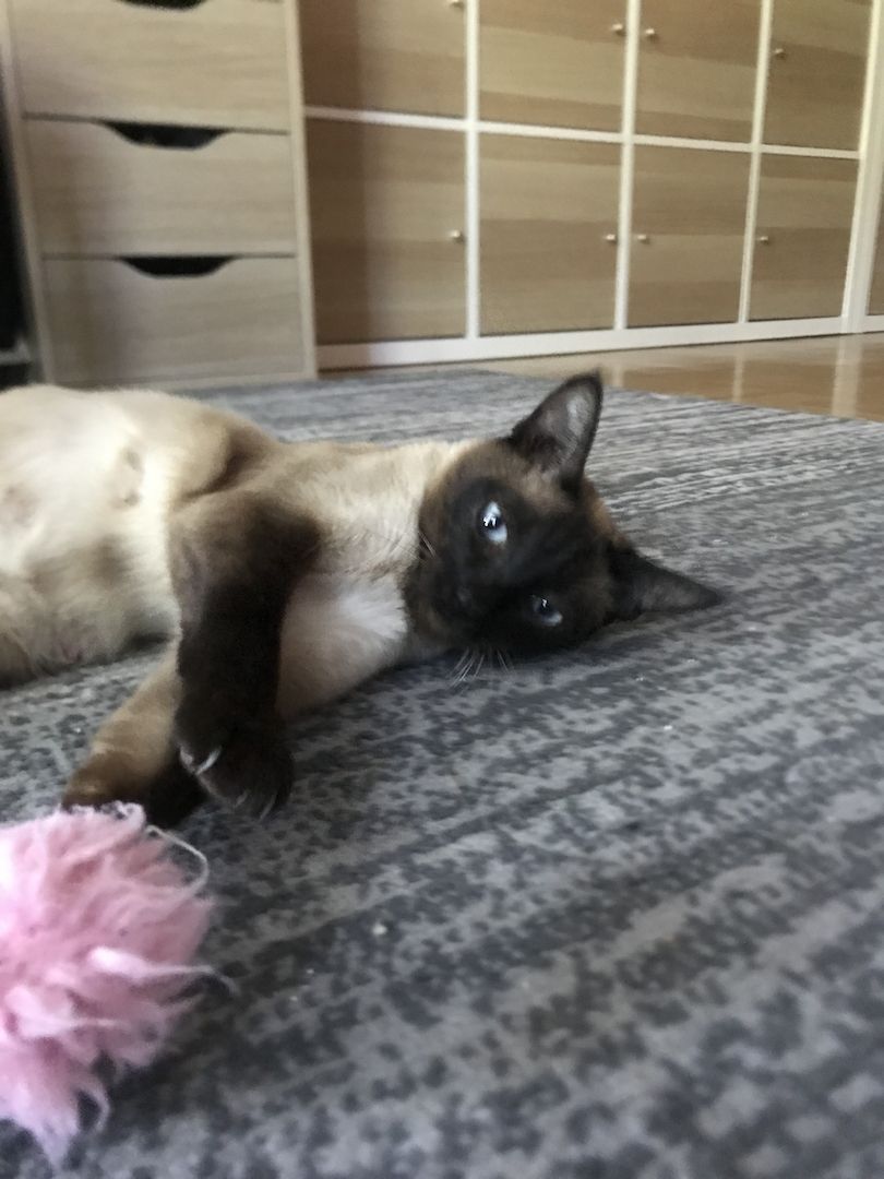 Siamkitten zu verkaufen