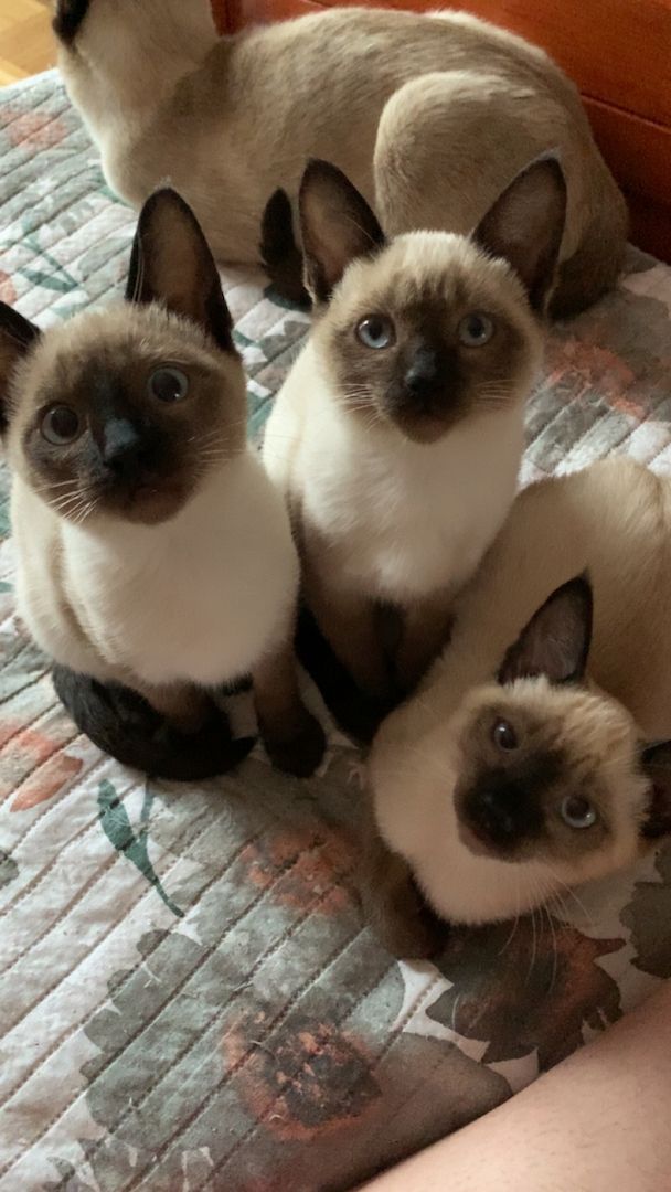 Siamkitten zu verkaufen