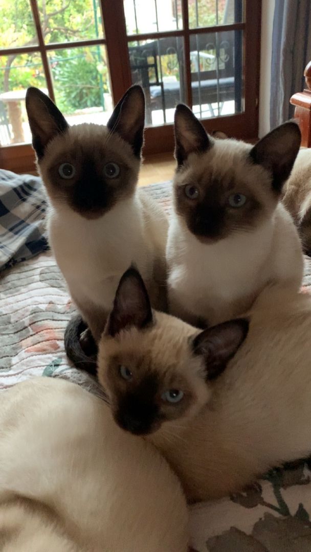 Siamkitten zu verkaufen