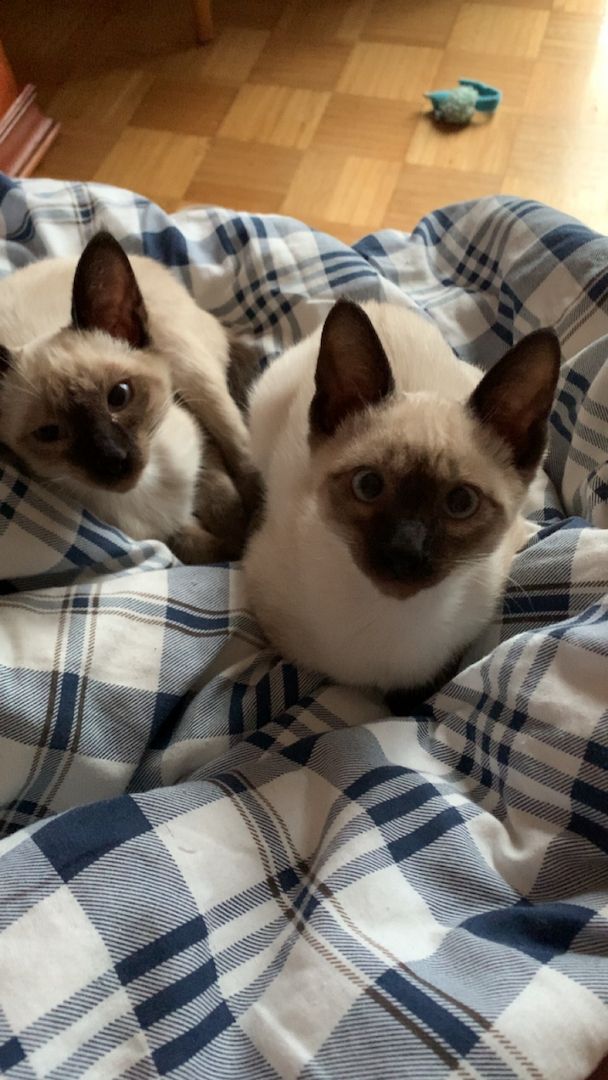 Siamkitten zu verkaufen