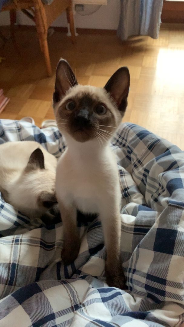 Siamkitten zu verkaufen