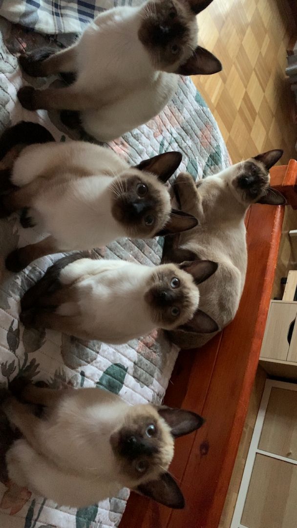 Siamkitten zu verkaufen