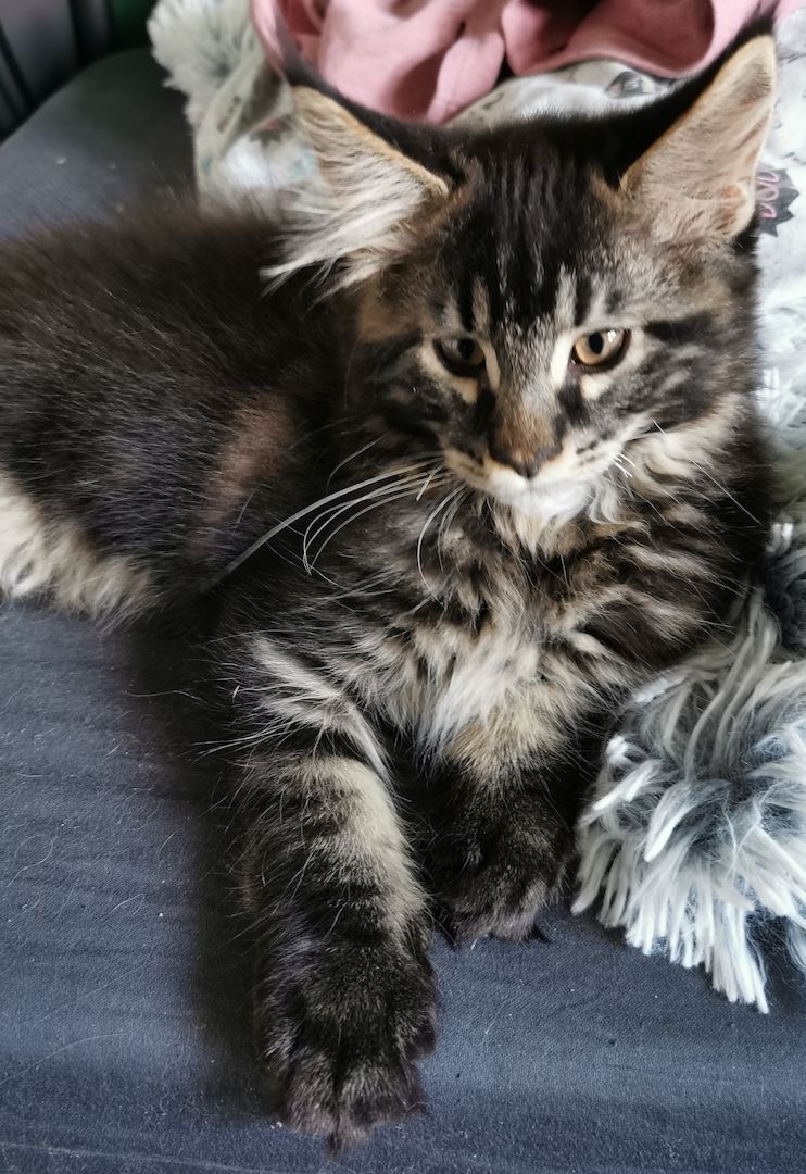 Maine Coon Kater Kitten