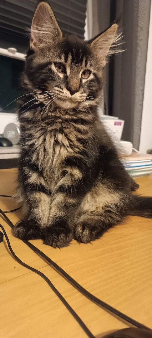 Maine Coon Kater Kitten