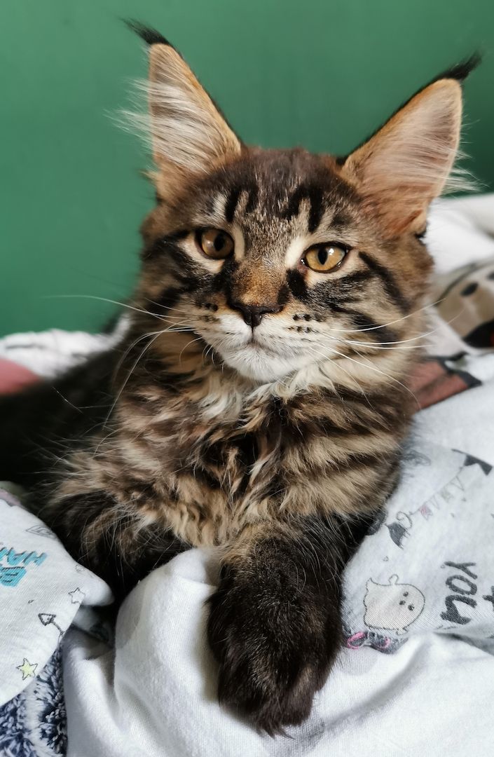 Maine Coon Kater Kitten