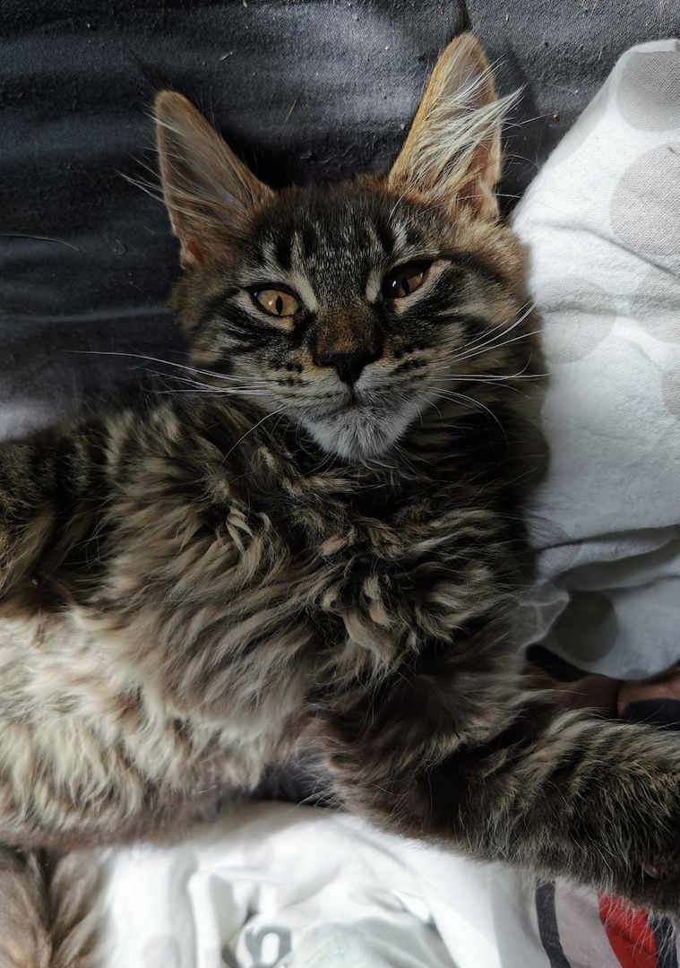 Maine Coon Kater Kitten