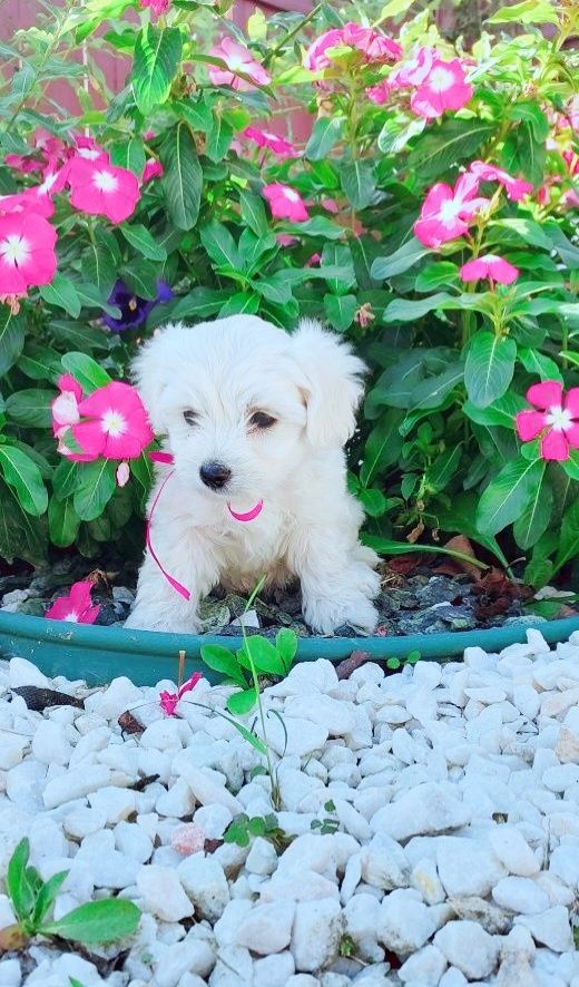 Malteser welpe mädchen