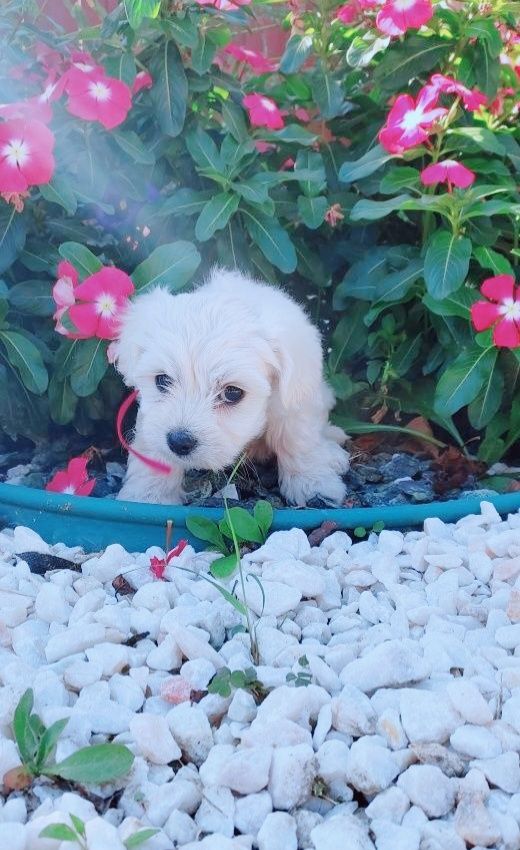 Malteser welpe mädchen