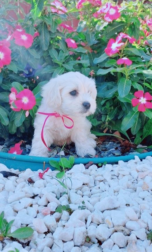 Malteser welpe mädchen