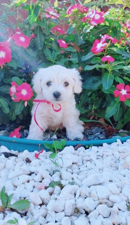 Malteser welpe mädchen