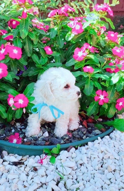 Malteser welpe mädchen