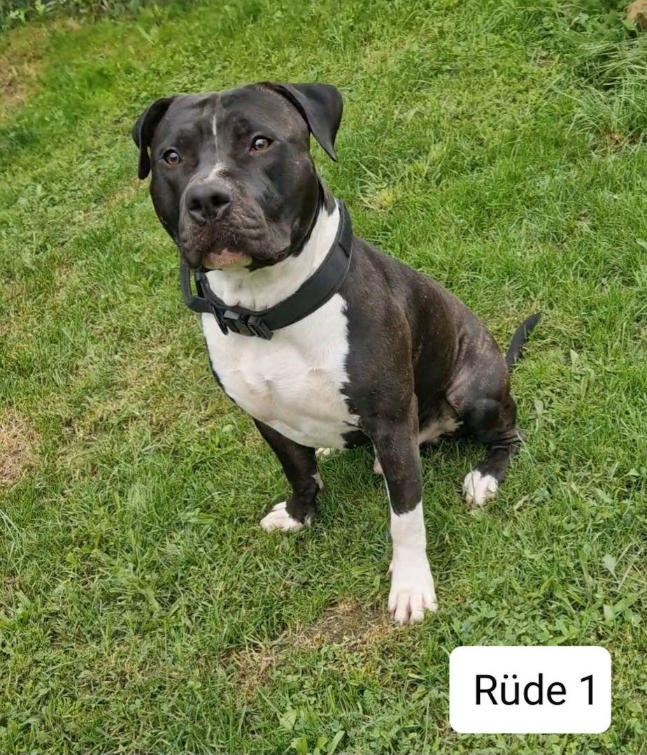 American Bully Rüden
