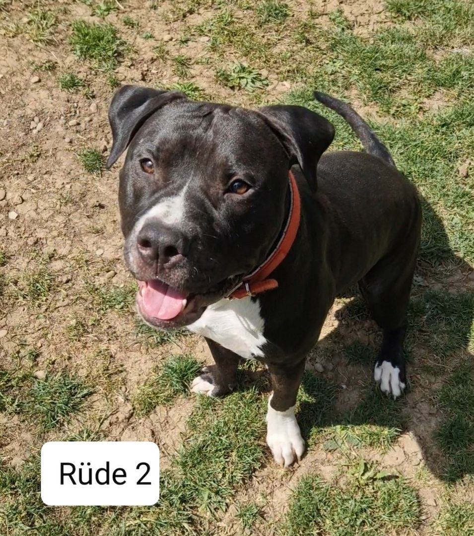 American Bully Rüden
