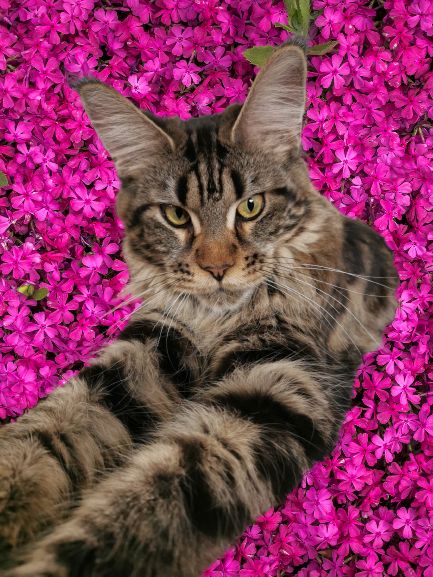 Maine Coon Dame