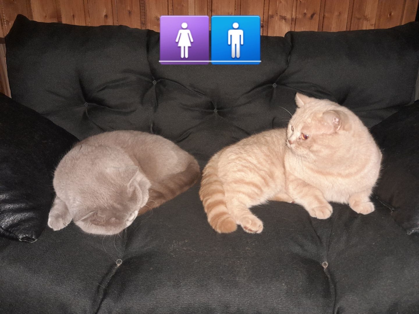 Kitten BKH Kätzchen