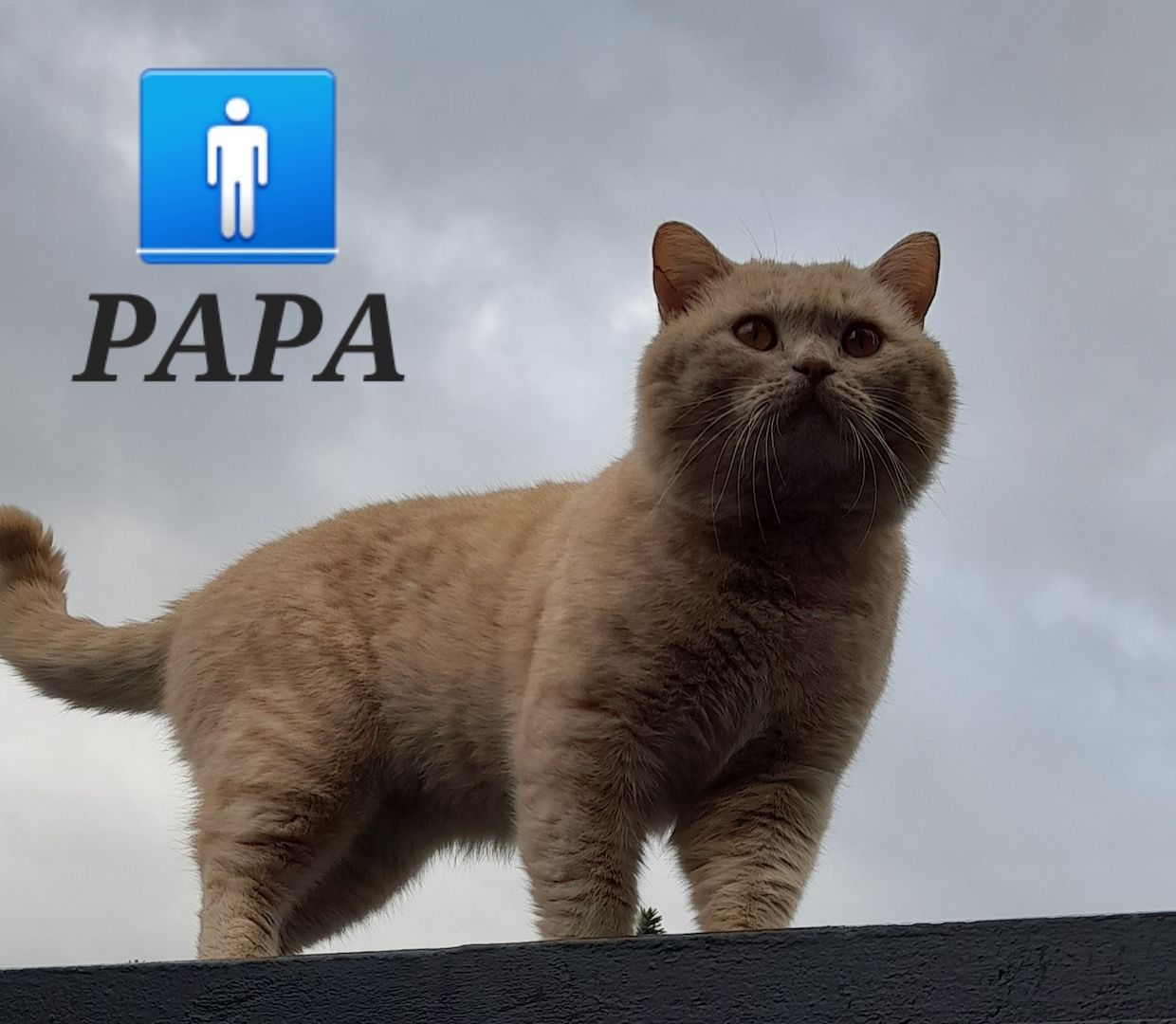 Kitten BKH Kätzchen