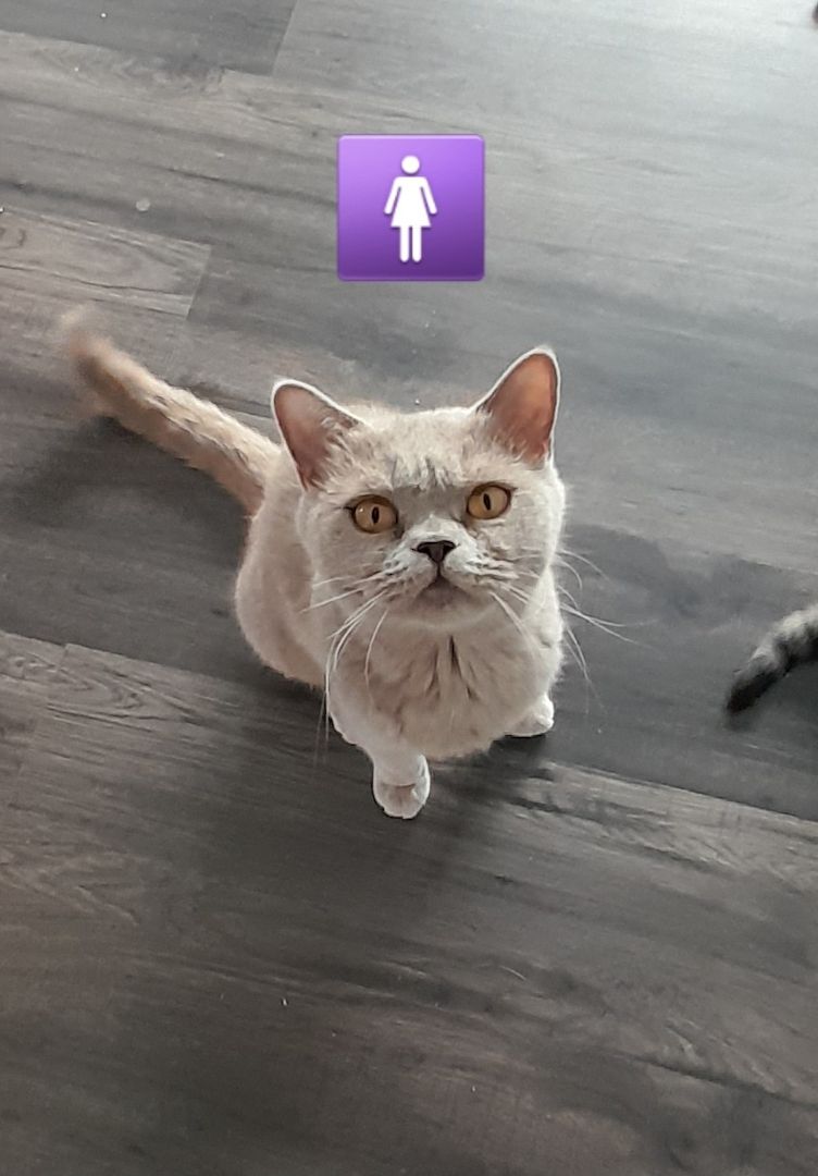 Kitten BKH Kätzchen