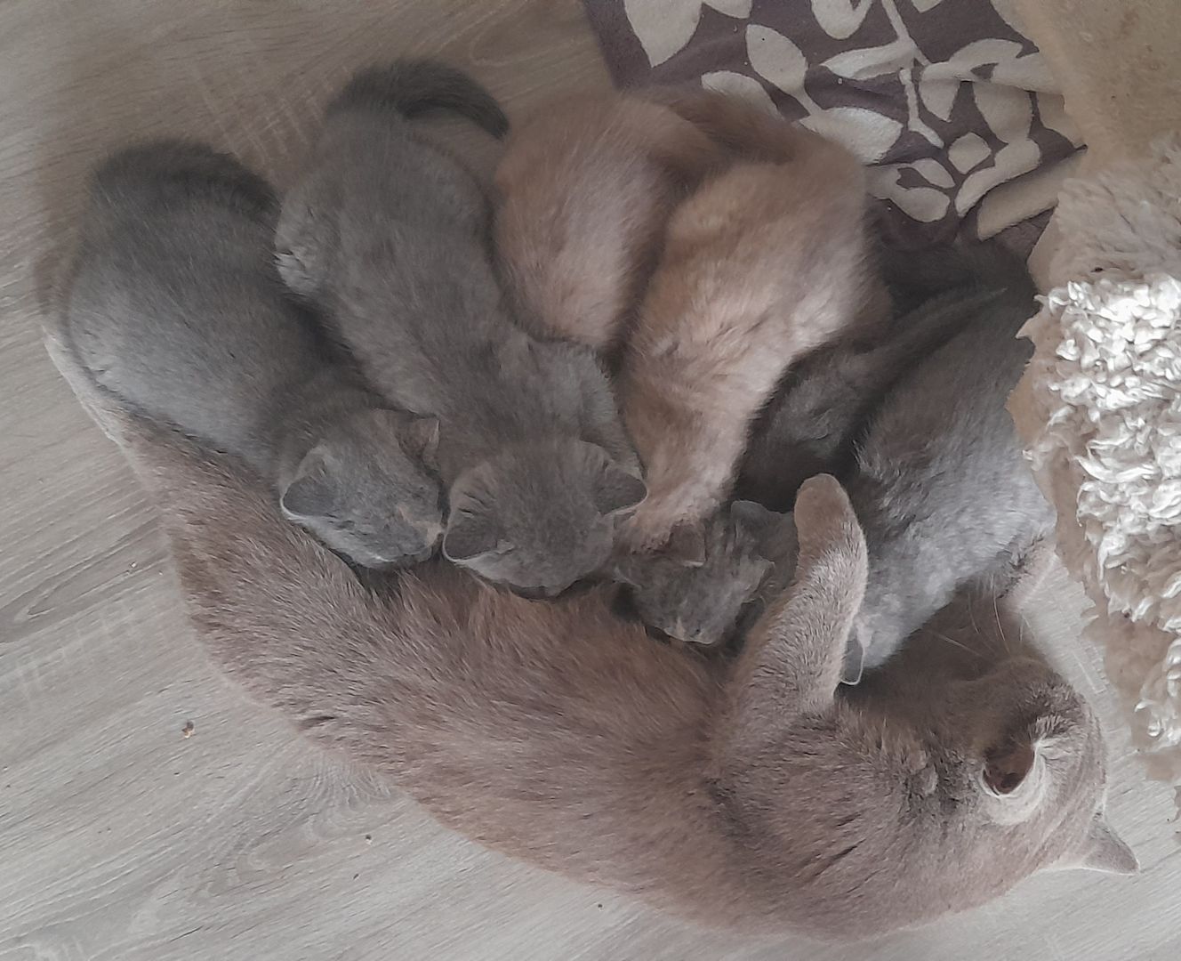 Kitten BKH Kätzchen