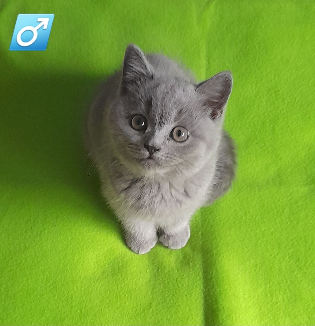 Kitten BKH Kätzchen