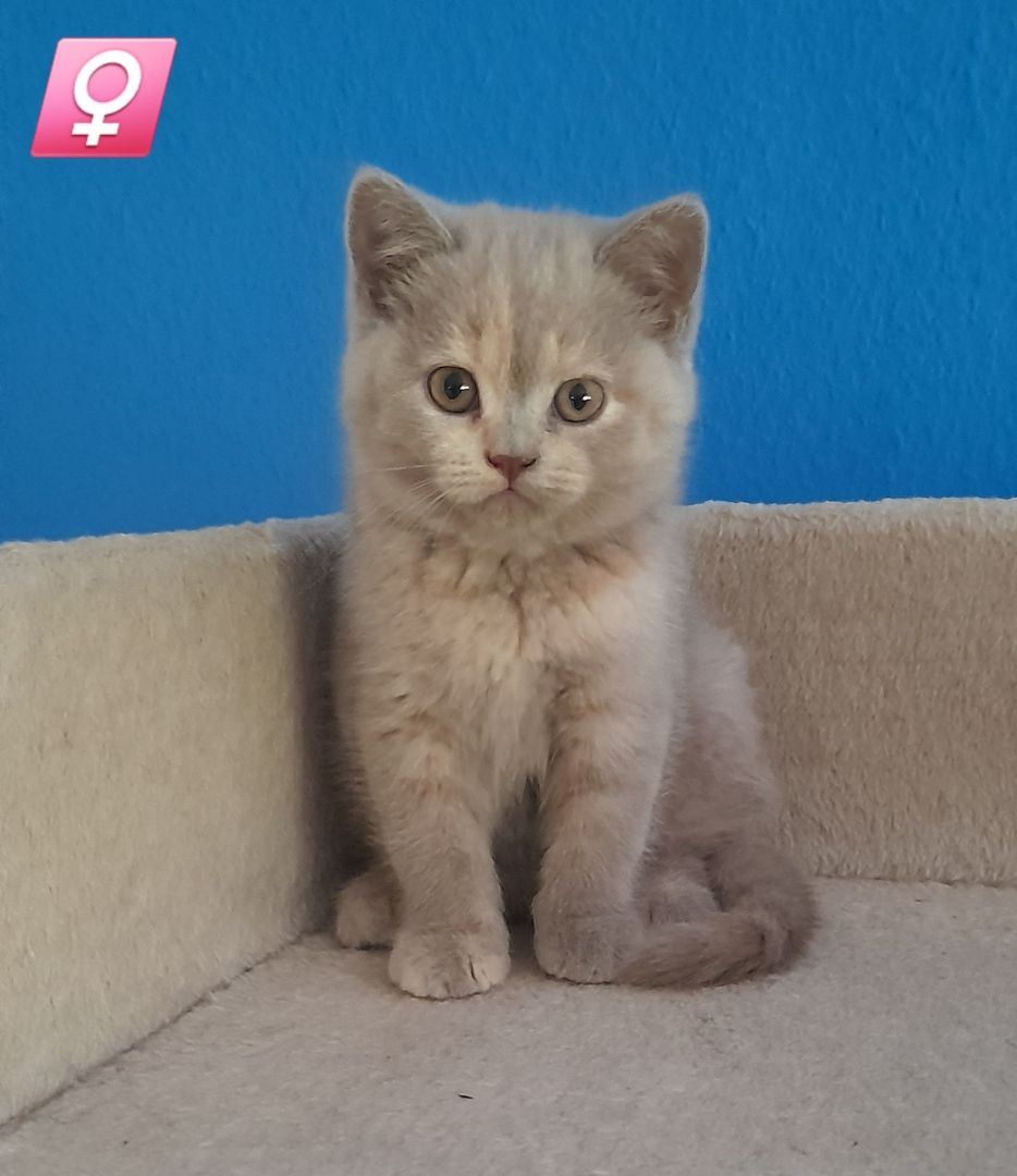 Kitten BKH Kätzchen