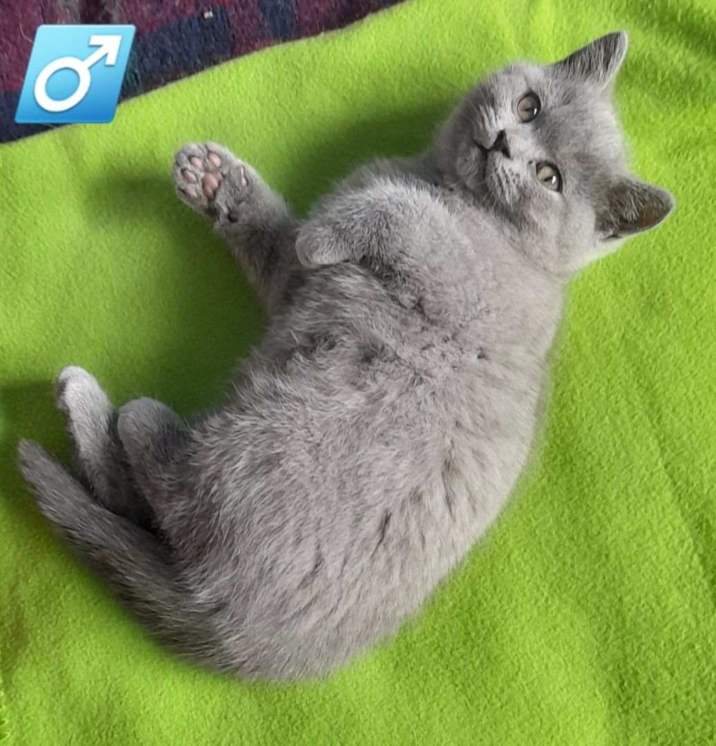 Kitten BKH Kätzchen