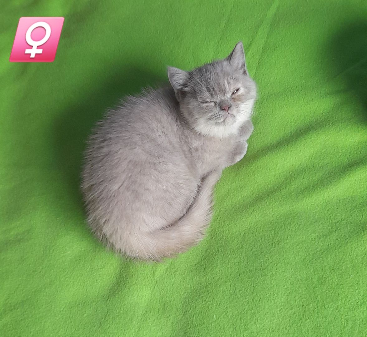 Kitten BKH Kätzchen