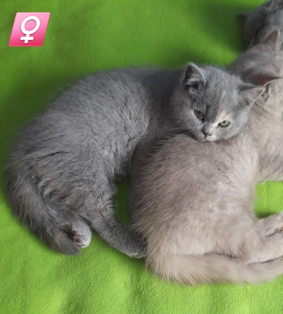 Kitten BKH Kätzchen