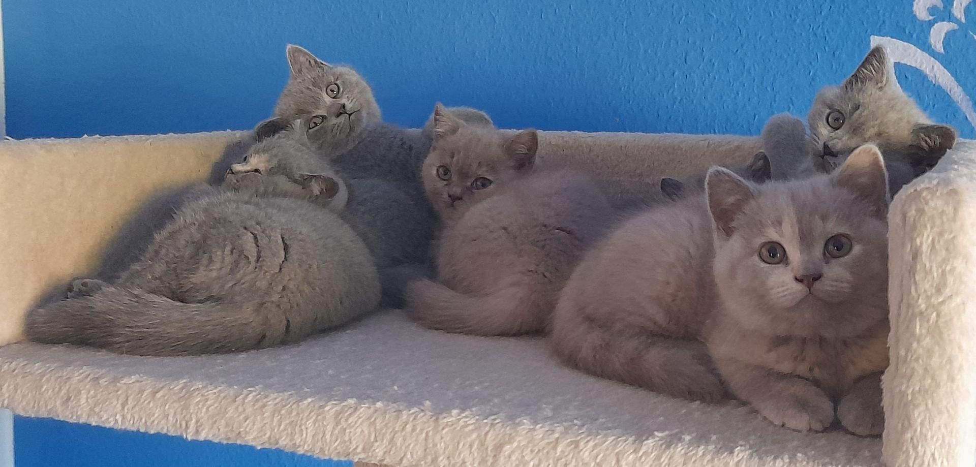 Kitten BKH Kätzchen