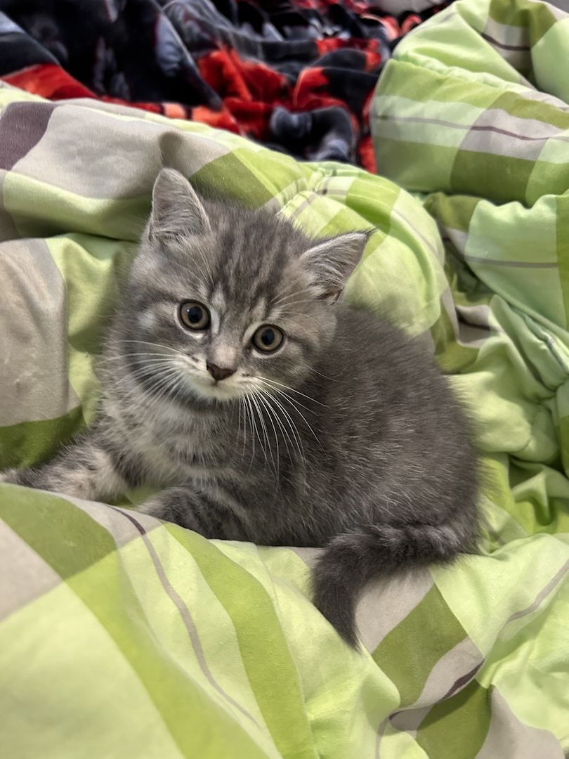 BKH Katzen BKH Katzen