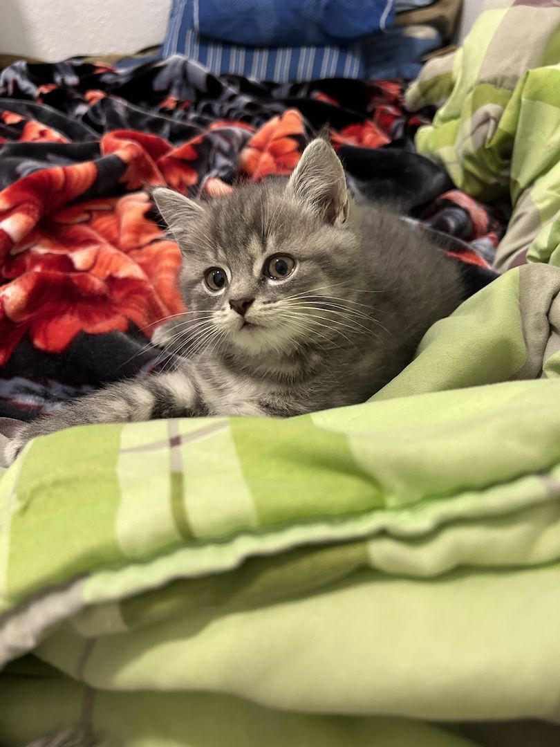 BKH Katzen BKH Katzen