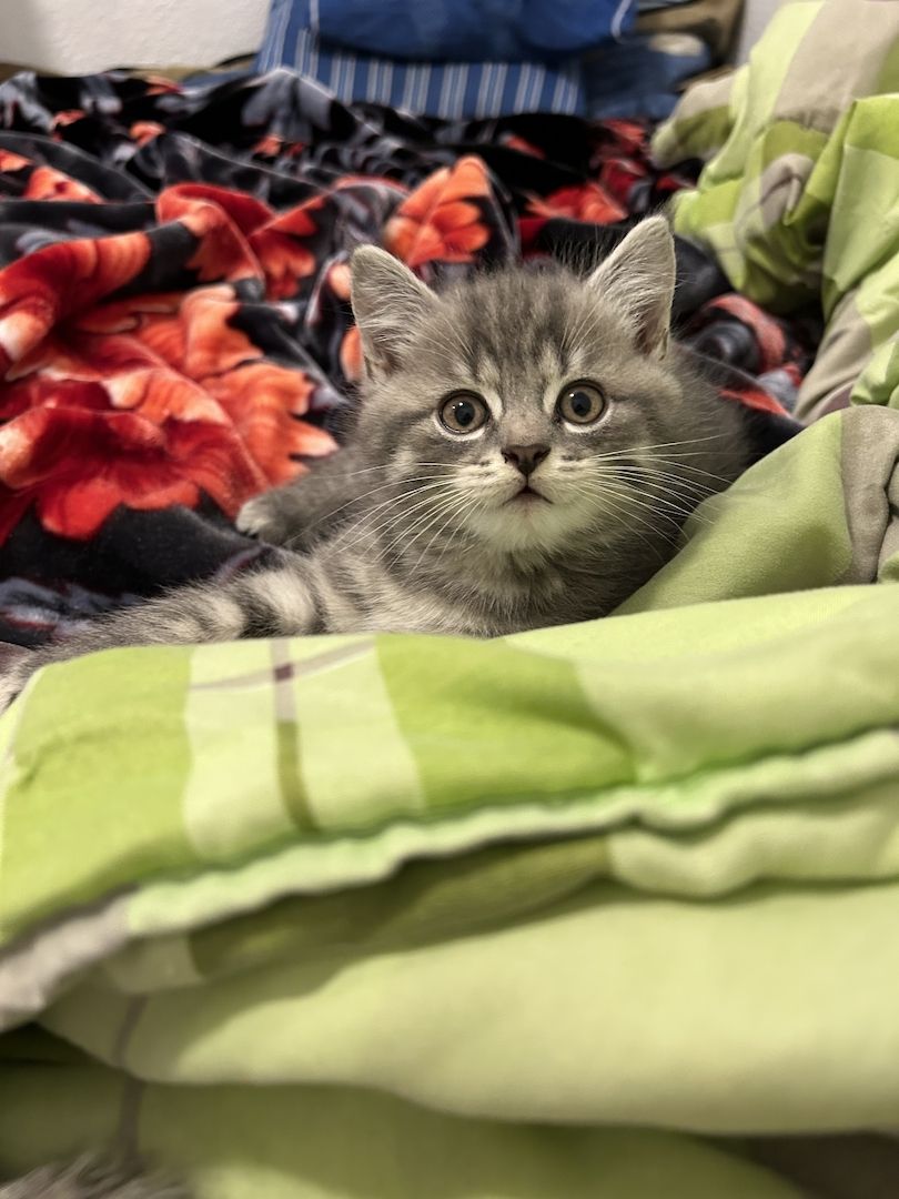 BKH Katzen BKH Katzen