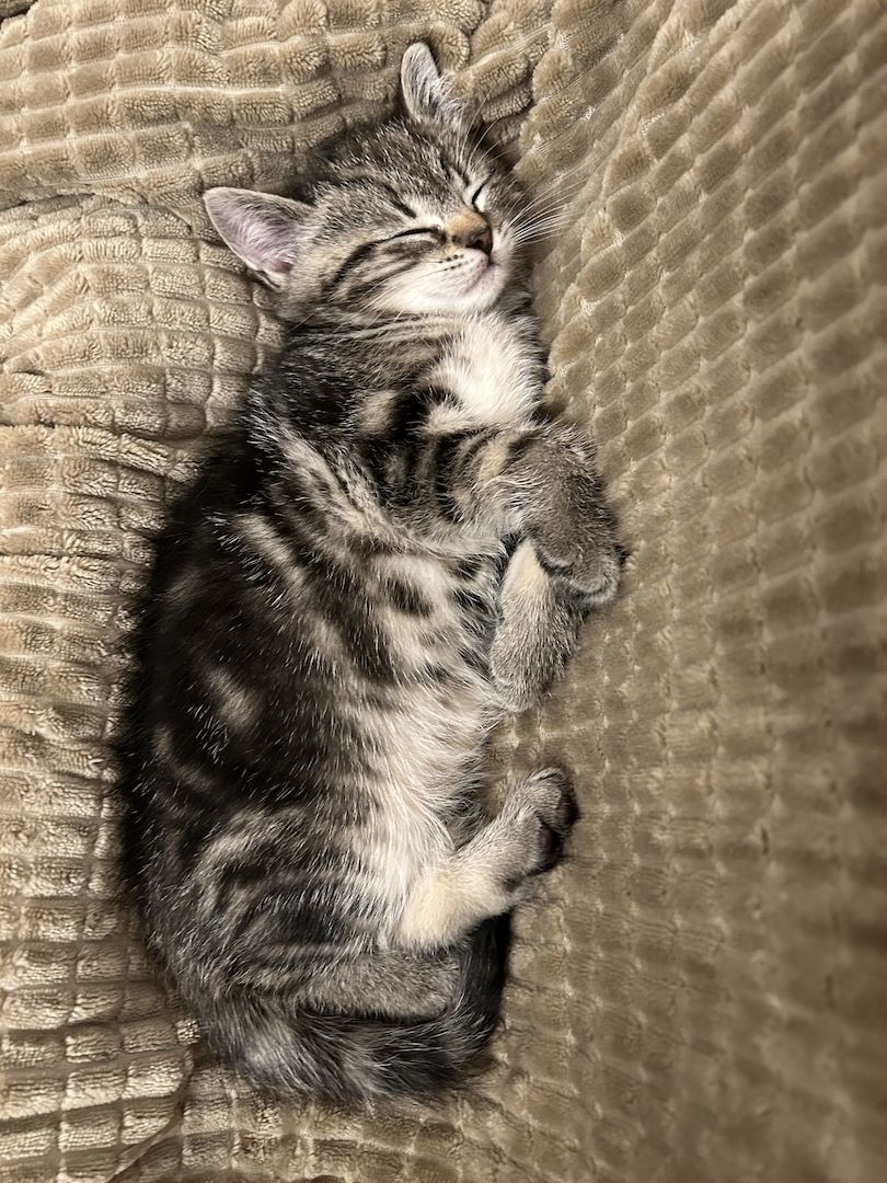 BKH Katzen BKH Katzen