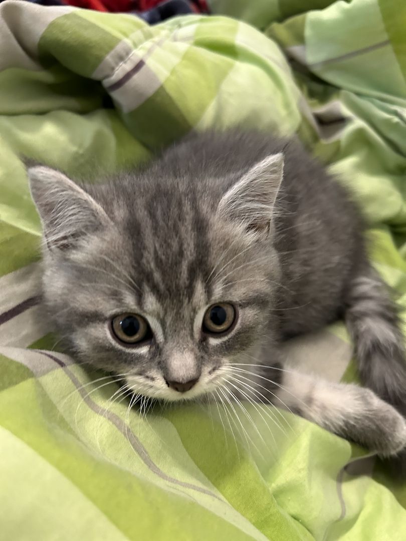 BKH Katzen BKH Katzen