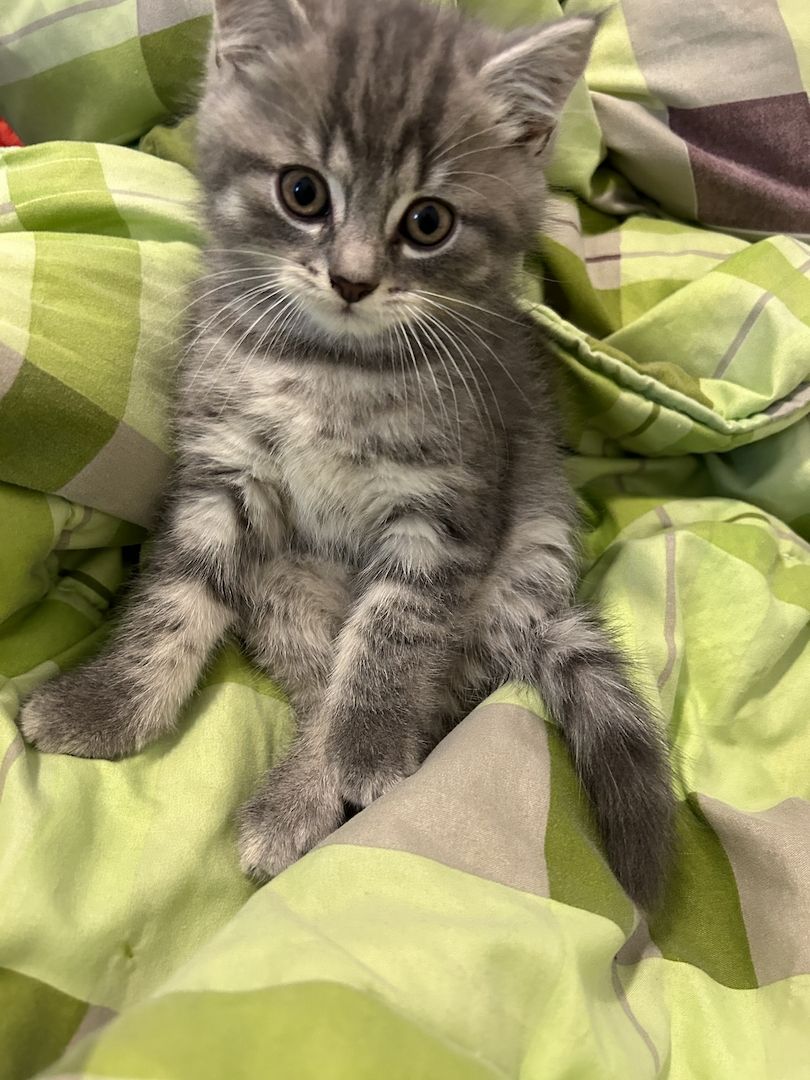 BKH Katzen BKH Katzen