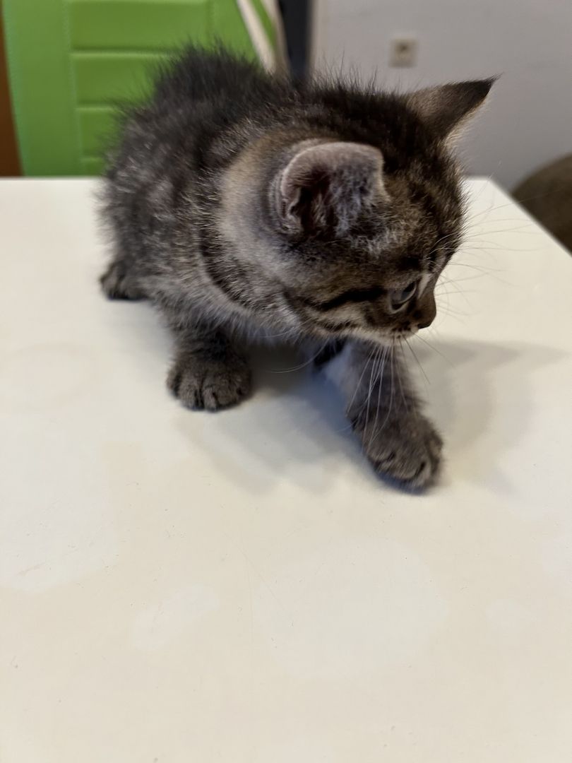 BKH Katzen BKH Katzen