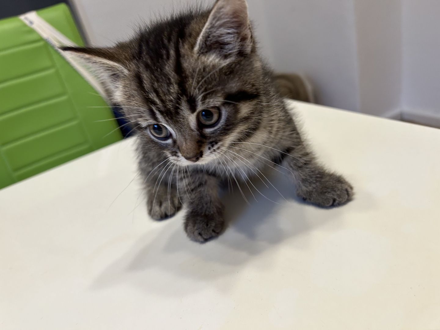 BKH Katzen BKH Katzen