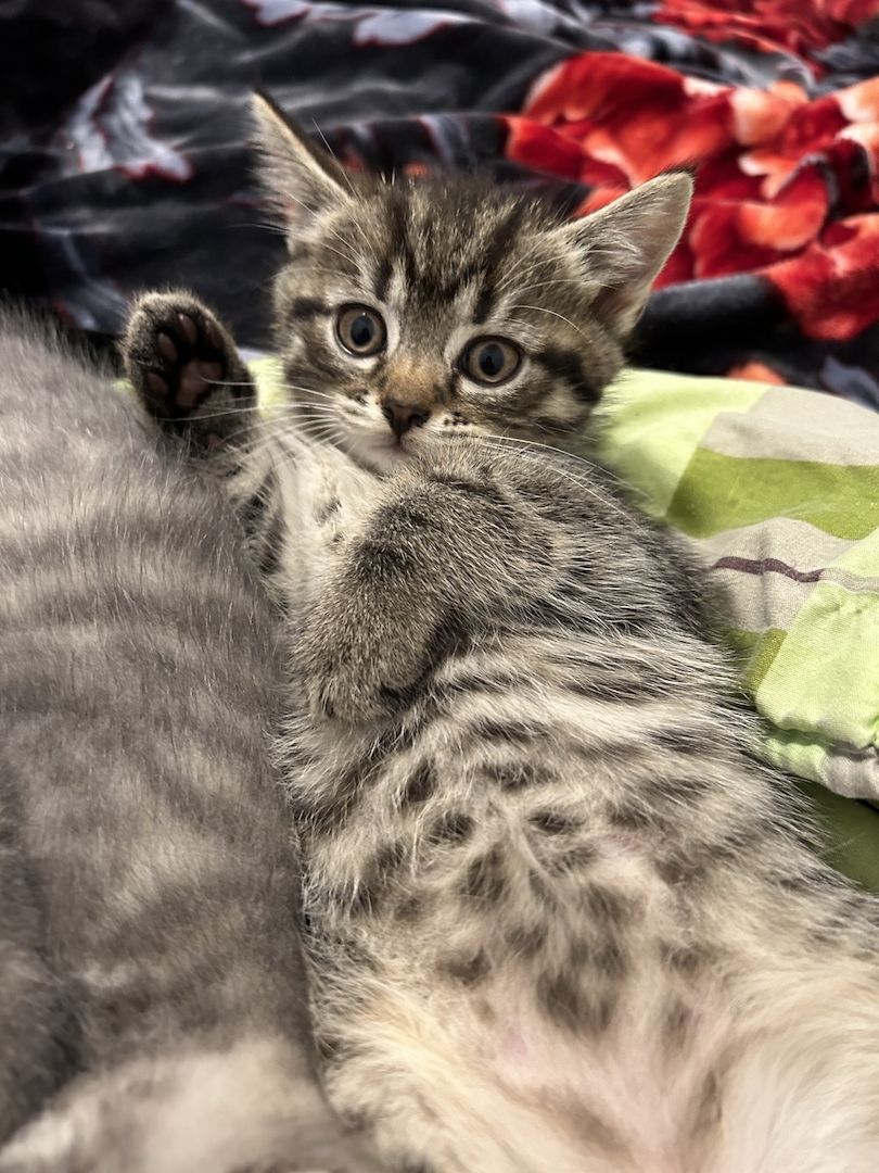 BKH Katzen BKH Katzen