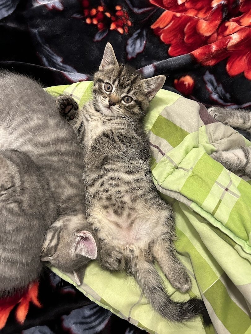 BKH Katzen BKH Katzen