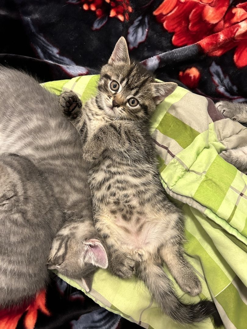 BKH Katzen BKH Katzen