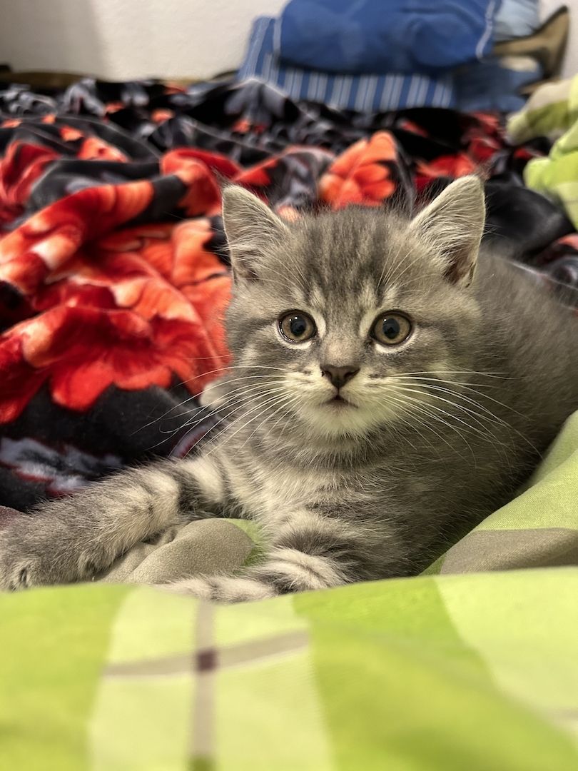 BKH Katzen BKH Katzen