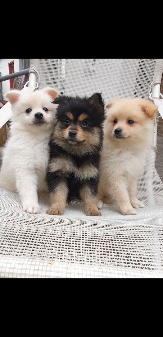 Zwergspitz pommeranian