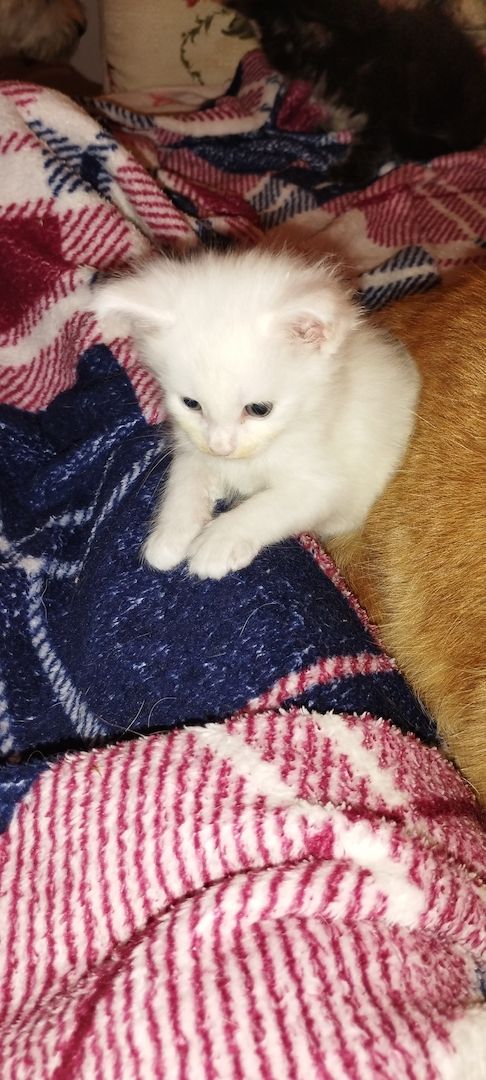 Reinrassige Maincoon Kitten