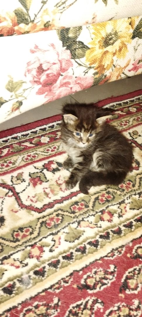 Reinrassige Maincoon Kitten