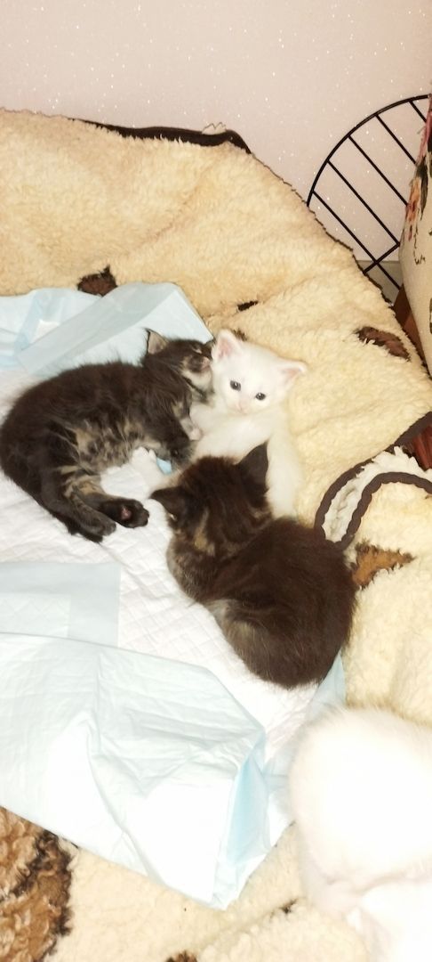 Reinrassige Maincoon Kitten