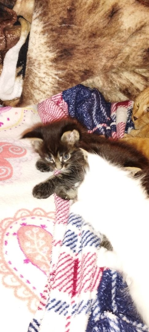 Reinrassige Maincoon Kitten