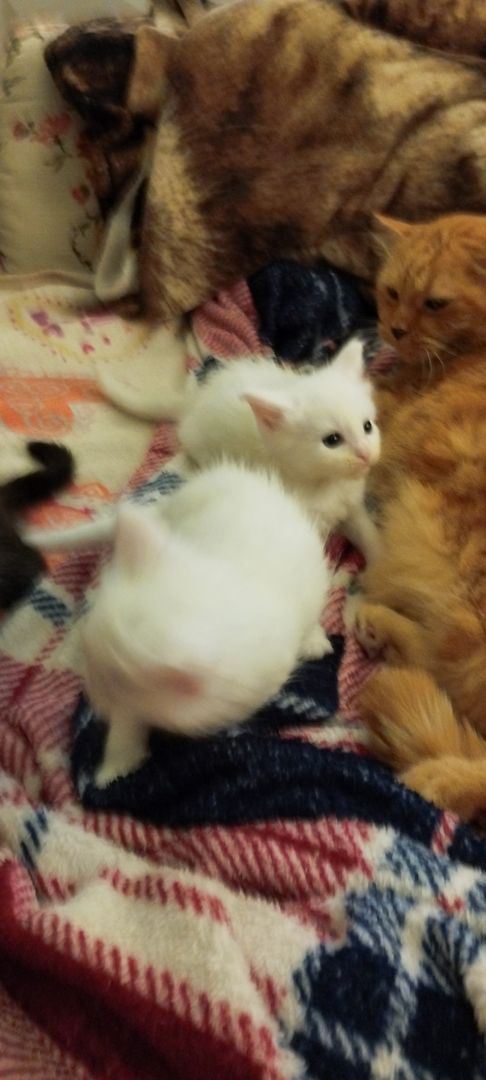 Reinrassige Maincoon Kitten