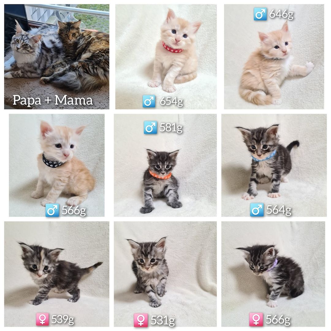 Reinrassige maine coon kitten