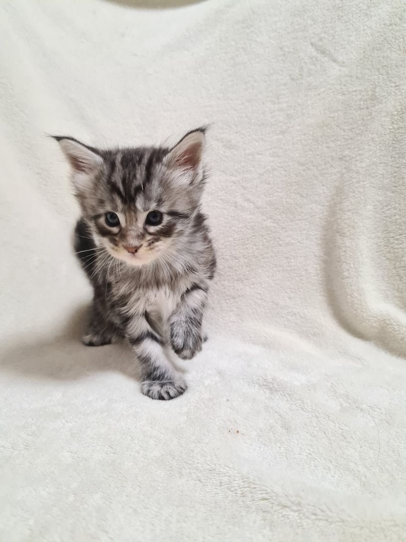 Reinrassige maine coon kitten