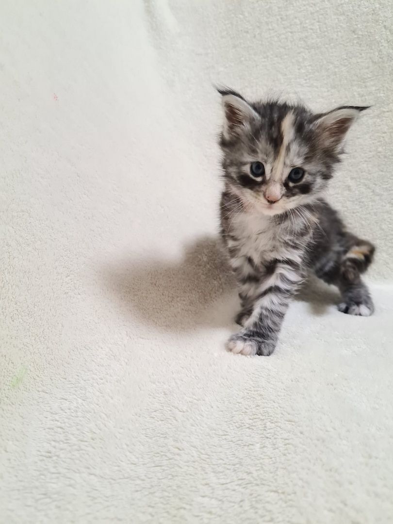 Reinrassige maine coon kitten